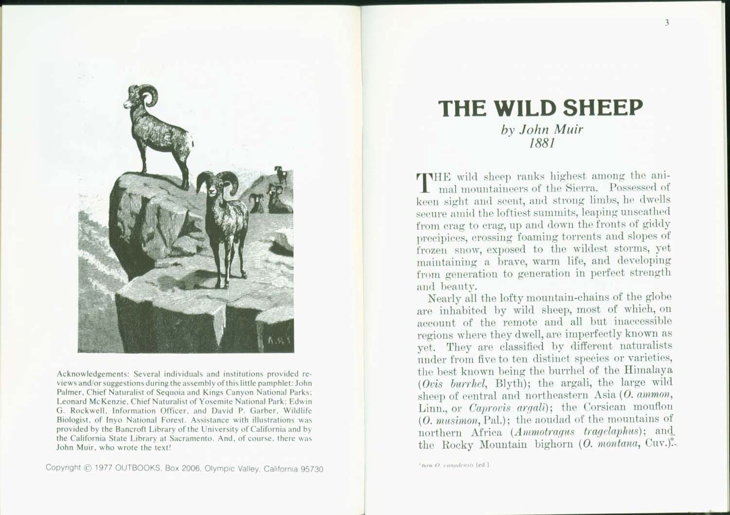 THE WILD SHEEP 1881.vist0017b